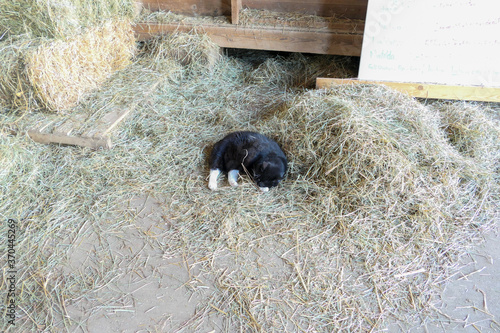cat sleeping in a barn