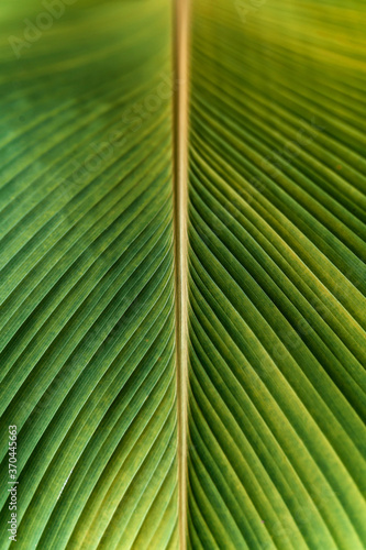 tropical banana leaf texture  large palm foliage nature green background