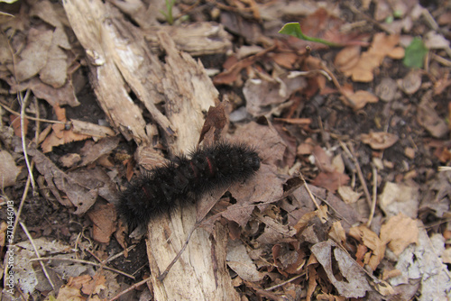 A caterpillar of a Giant Leopard Moth (Hypercompe scribonia) crawling along the forest floor in Cambridge, Ontario, Canada. photo