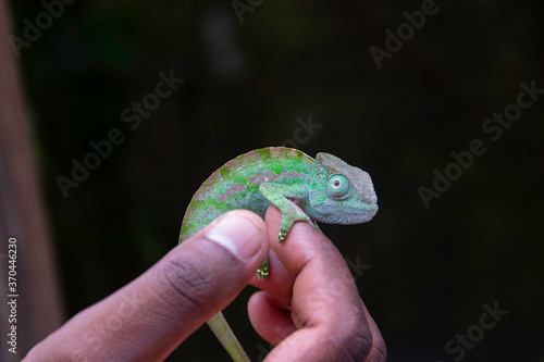 マダガスカルのパンサーカメレオン (Purcifer pardalis)の赤ちゃん photo