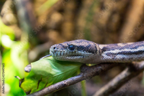 Carpet python, morelia spilota close up reptile portrait.