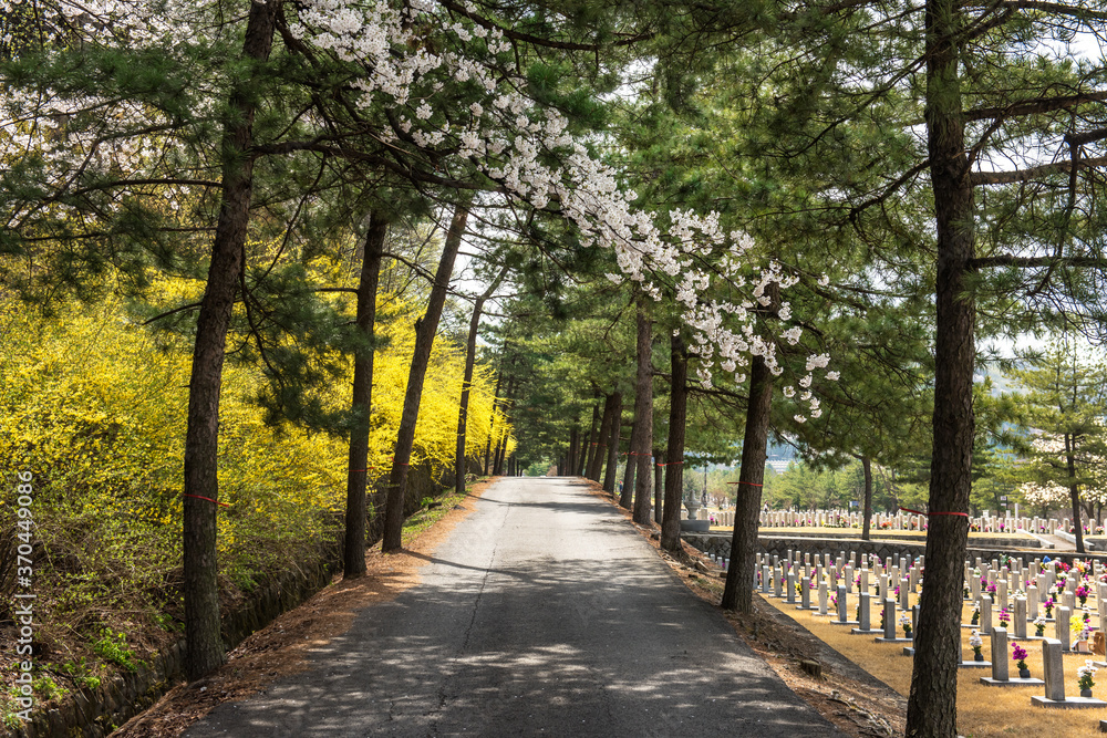 View of National Cemetery Dongjak-dong Seoul Korea,Row of Gravestons with blooming cherry blossom and spring color background blue sky. View of National Cemetery Dongjak-dong Seoul Korea,Row of Gravestons with blooming cherry blossom and spring color background blue sky.