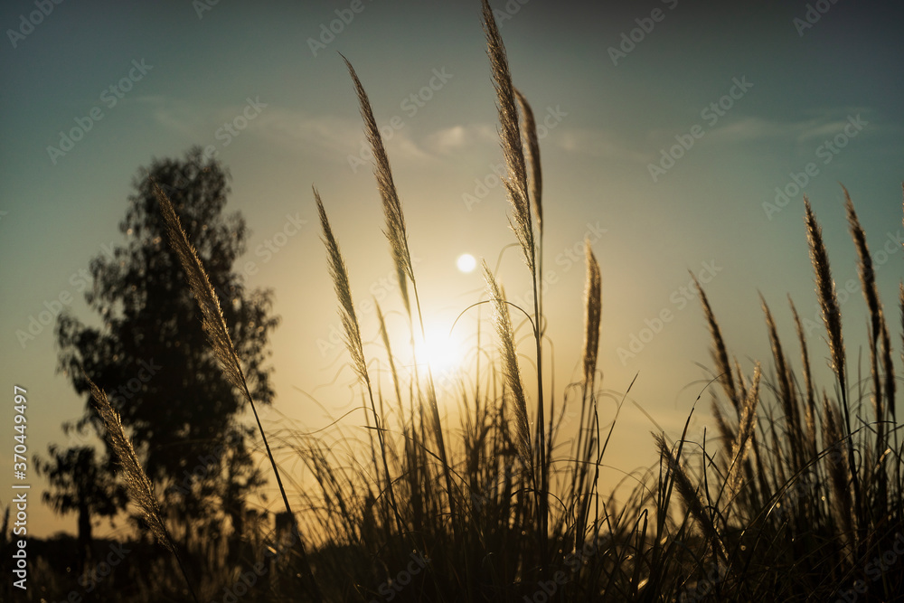 sunset in the field sunset in the field