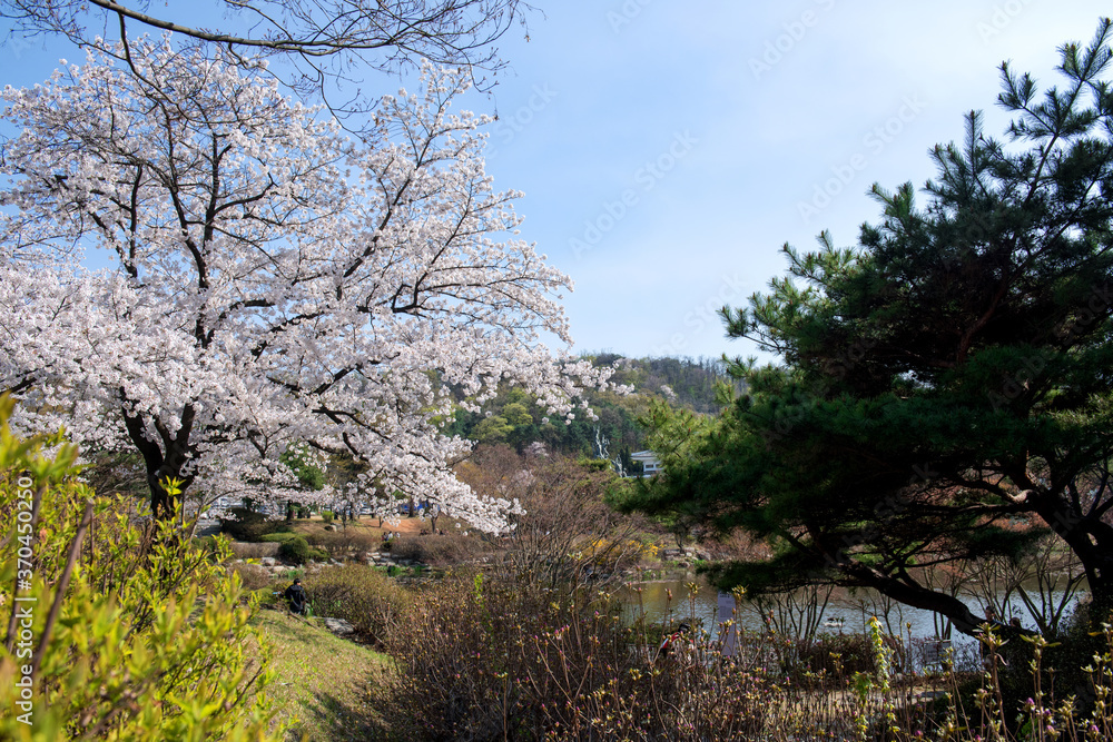 Beautiful white cherry blossom flower trees and early spring color trees background cloudy blue sky. Beautiful white cherry blossom flower trees and early spring color trees background cloudy blue sky.
