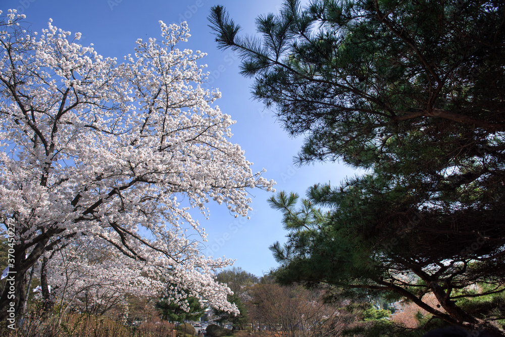 Beautiful white cherry blossom flower trees and early spring color trees background cloudy blue sky. Beautiful white cherry blossom flower trees and early spring color trees background cloudy blue sky.