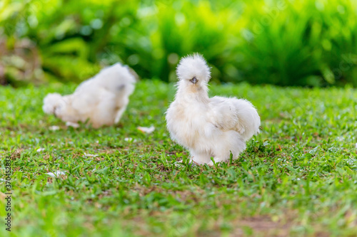 Принти на полотні Silkie chickens live in garden