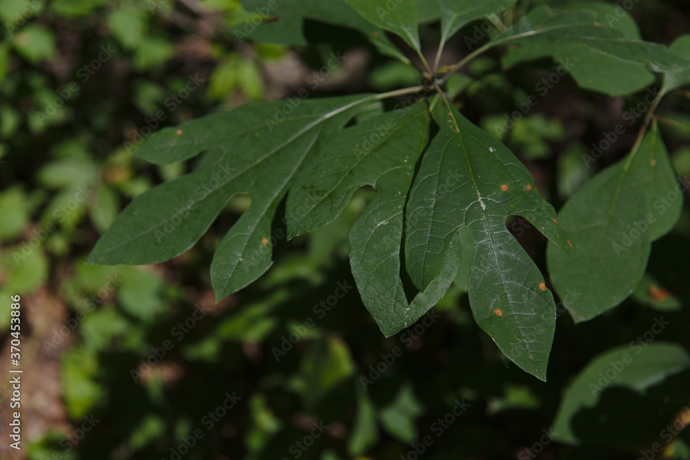 Sassafras (Sassafras albidum) leaves, shot in Turkey Point, Provincial Park, Ontario, Canada. Sassafras (Sassafras albidum) leaves, shot in Turkey Point, Provincial Park, Ontario, Canada.