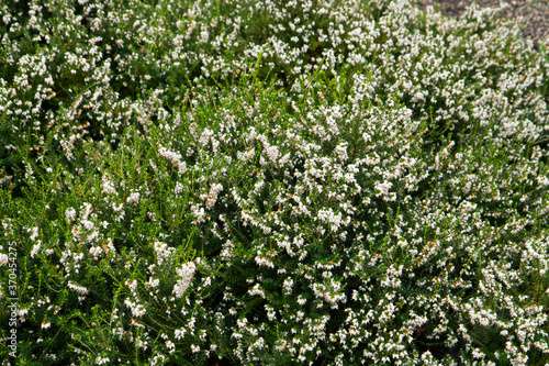 Gardening and landscaping. Natural texture. View of an white Erica arborea, also known as Tree Heath, winter blooming flowers of white petals and green leaves. 