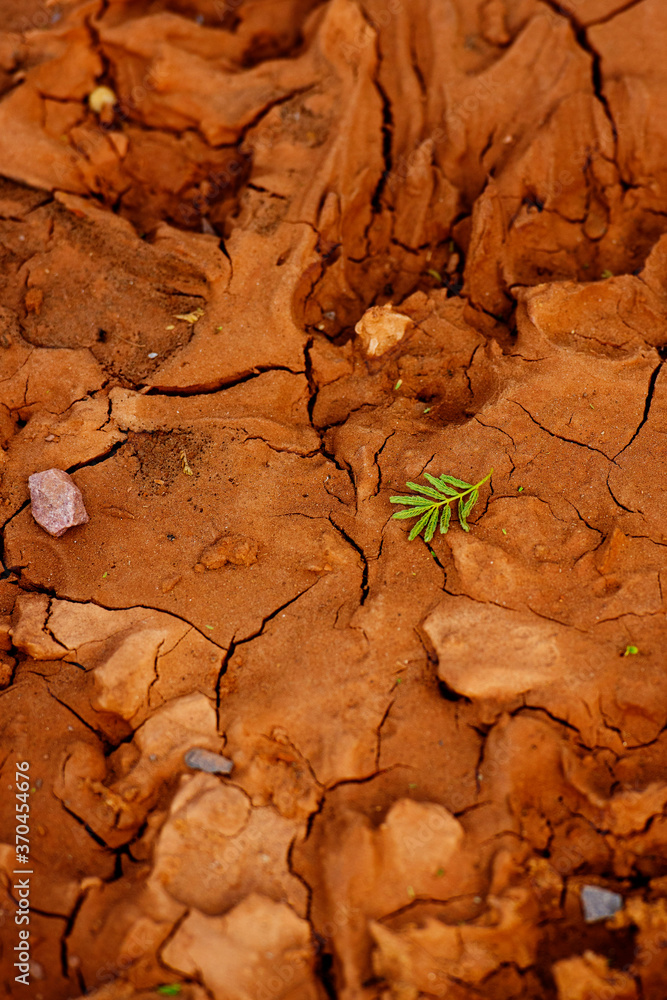 Green Leaf on muddy red ground