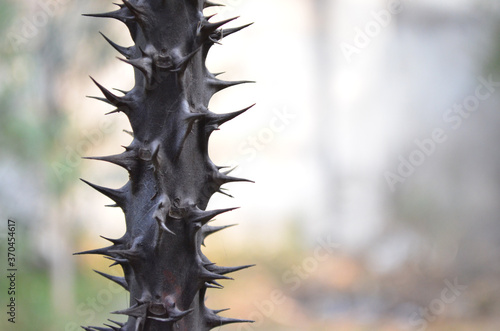 close up of a tree with thorns