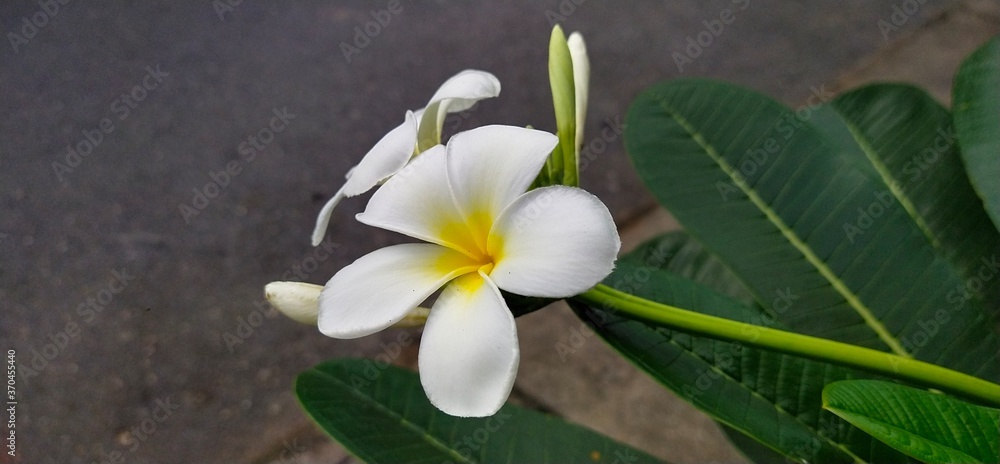 Obraz premium White plumeria blooming beside green leaves in Thai garden