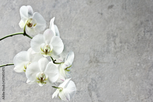 Fototapeta Naklejka Na Ścianę i Meble -  White orchid on a branch against a gray raw wall