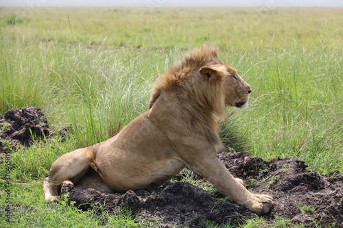 Close up photo of side profile large male lion waking up from nap on African Serengeti grassland in Maasai Mara, Kenya 