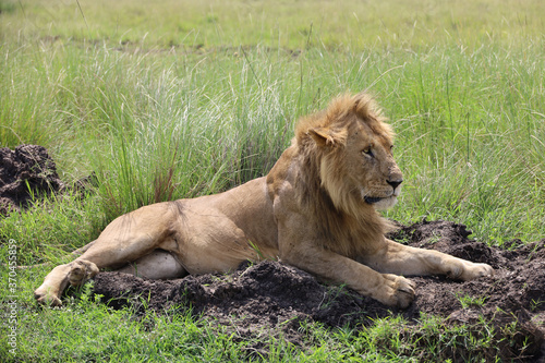 Close up photo of large male lion lying down resting on African Serengeti grassland in Maasai Mara  Kenya 