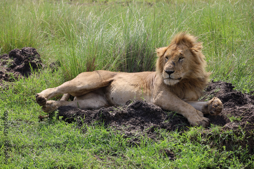 Close up photo of cute large male lion waking up from nap on African Serengeti grassland in Maasai Mara  Kenya 