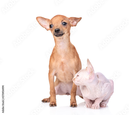 Young Toy terrier puppy and sphynx kitten sit together.  isolated on white background