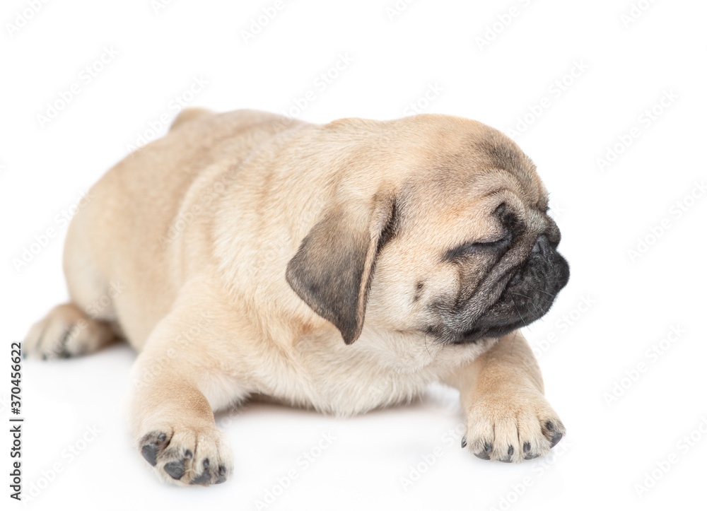 Unhappy pug puppy lies alone. isolated on white background