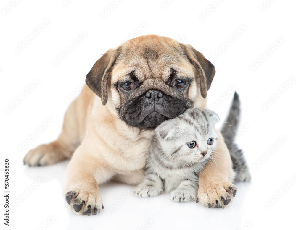 Pug puppy hugs tiny scottish kitten. isolated on white background