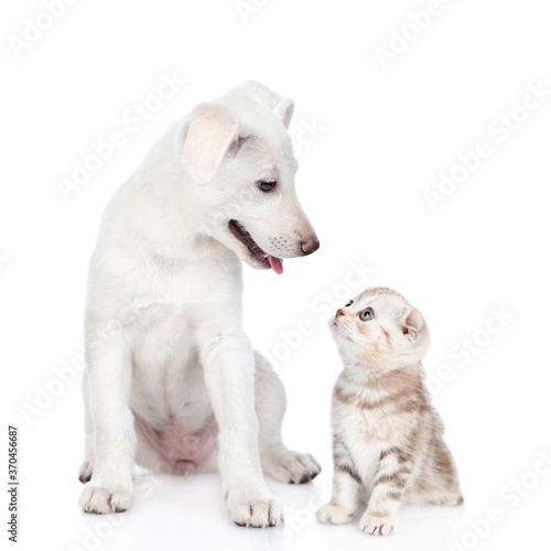 Puppy and kitten look at each other. isolated on white background