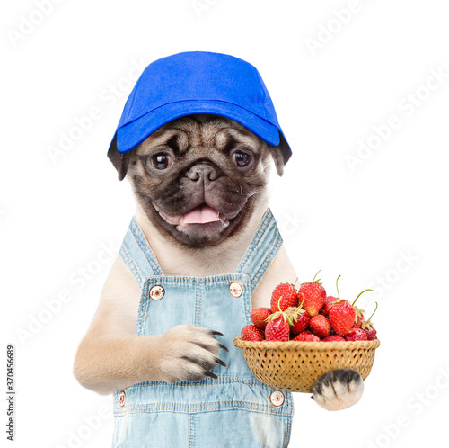 Pug puppy farmer wearing blue cap and overalls holds basket of strawberries. isolated on white background © Ermolaev Alexandr