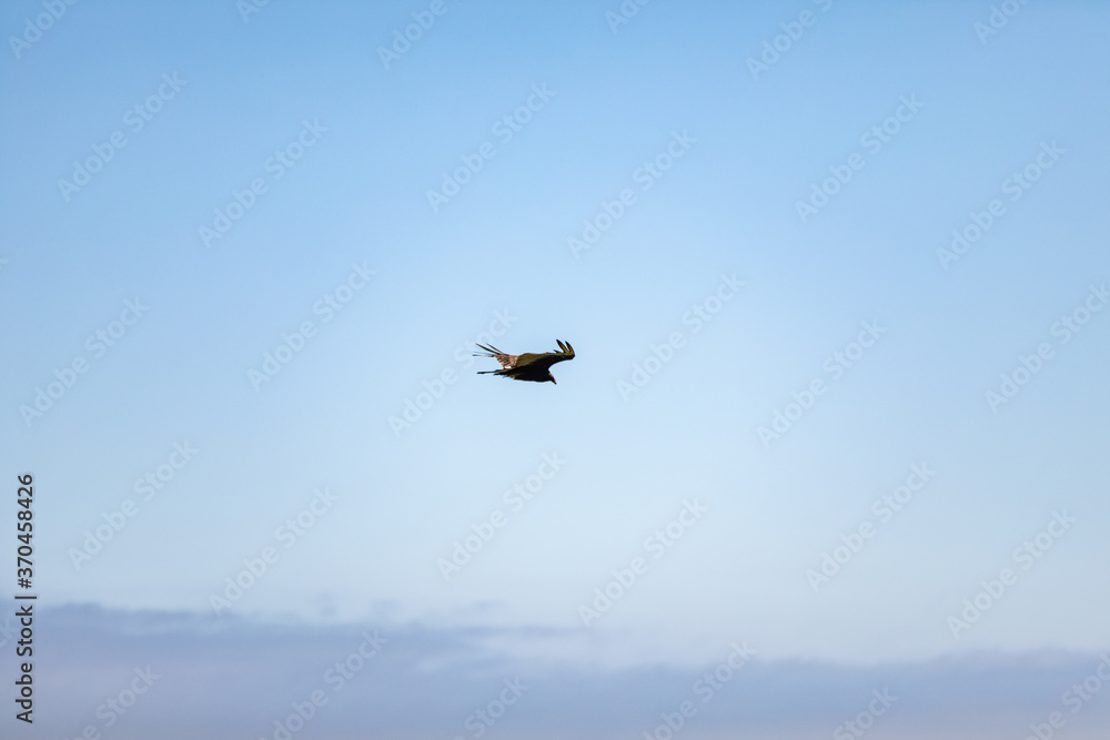Fototapeta premium Eagle Bird Soar over Pacific Ocean