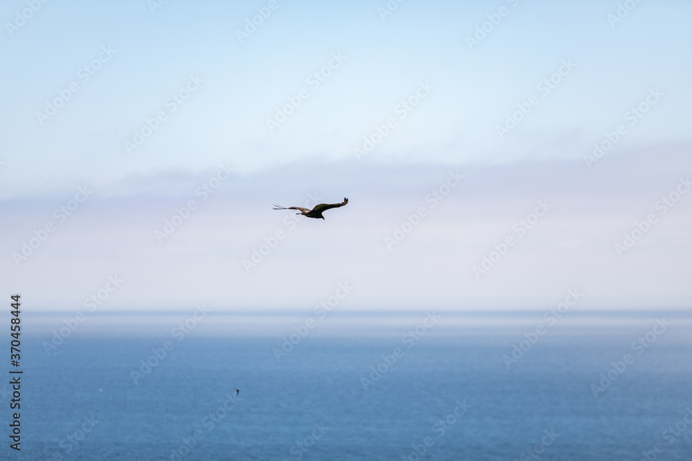 Eagle Bird Soar over Pacific Ocean