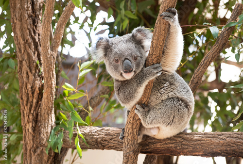 Koala Bear sitting in a tree looking face on photo