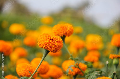 Beautiful gemitir flowers in the garden