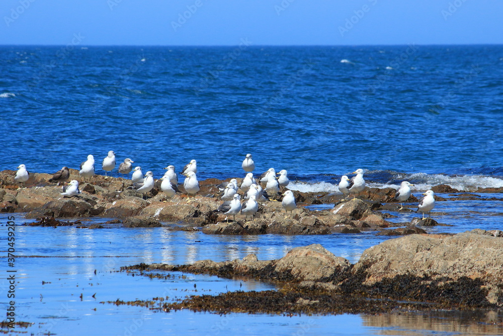 seagulls rest on the seashore