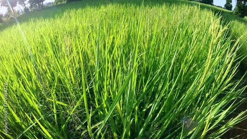 morning light with slow movement over the rice field.