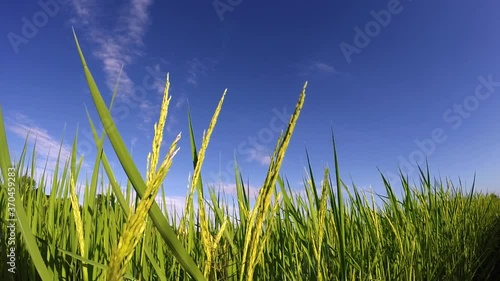 morning light with slow movement over the rice field.