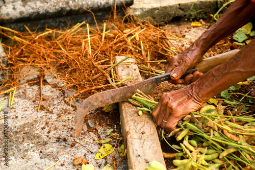 Female gardener harvesting peanuts in home garden by cutting the root up by sickle, peanut beans excavated from the soil