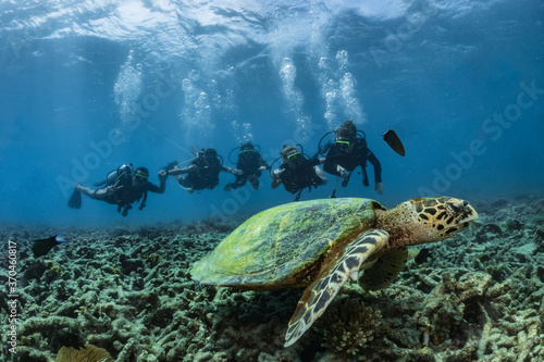 Hawksbill turtle underwater on reef with scuba divers