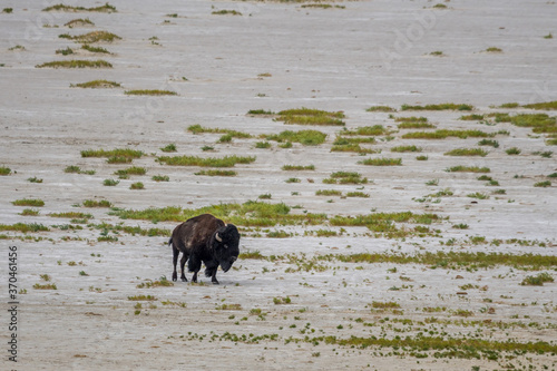 American Bison in the field of Antelope Island State Park, Utah © CheriAlguire