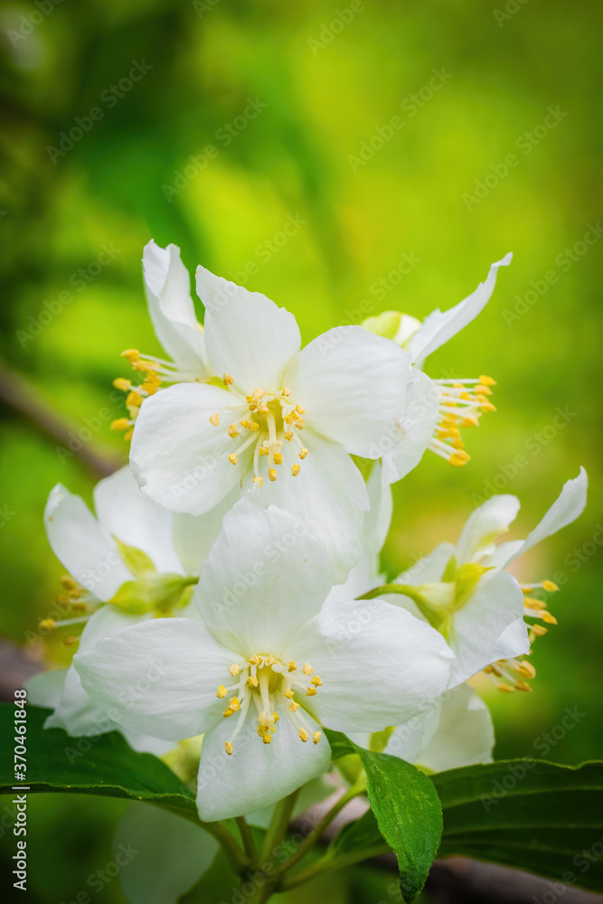 Obraz premium Twig with white jasmine flower in spring