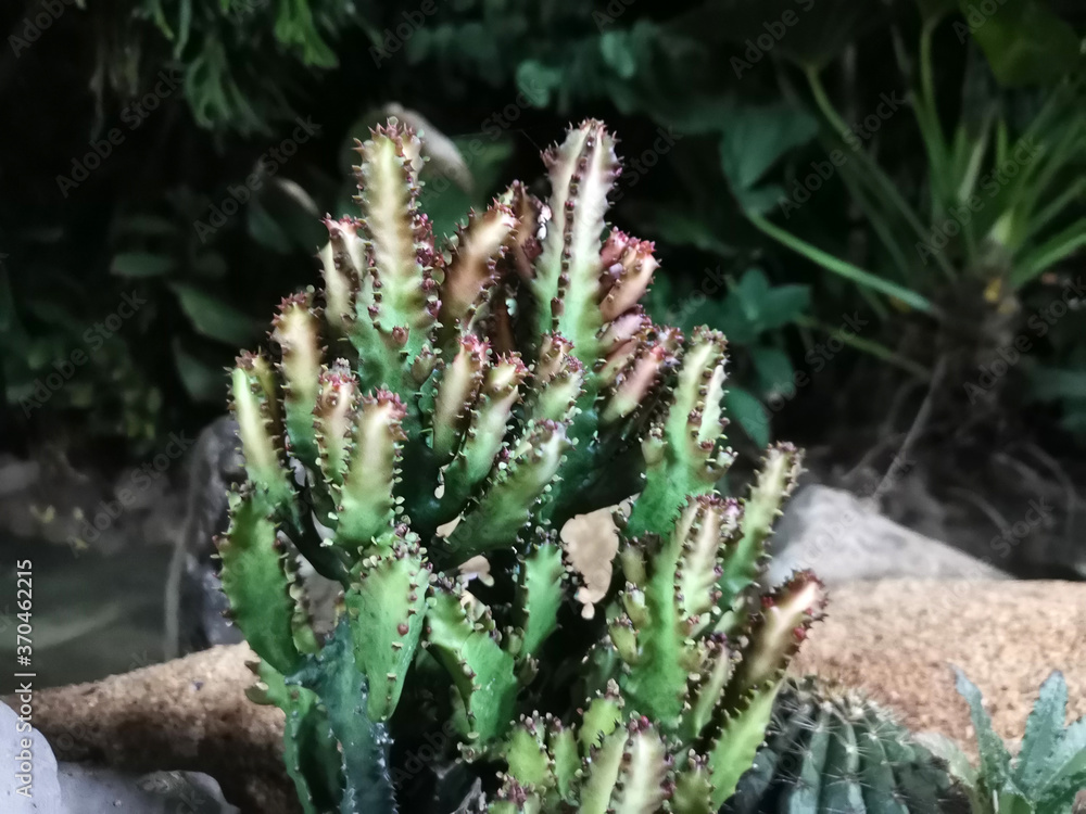 Macro photos of the cactus plant are dicotyledons in the family. Cactaceae on a naturally blurred background Close up with selected focus. Macro photos of the cactus plant are dicotyledons in the family. Cactaceae on a naturally blurred background Close up with selected focus.