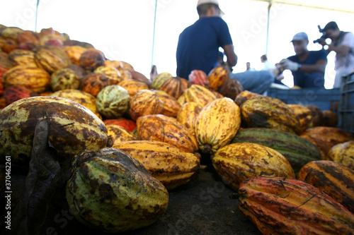 ilheus, bahia / brazil - july 7, 2011: employee of a cocoa plantation farm is seen breaking the fruits for the addition of amendos for chocolate production in the city of Ilheus.