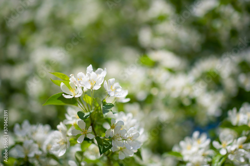 Branch of a blossoming apple tree