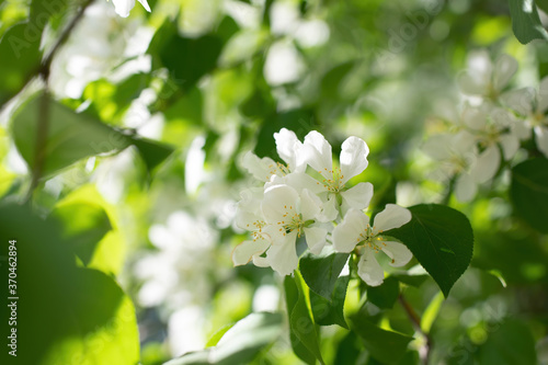 Branch of a blossoming apple tree