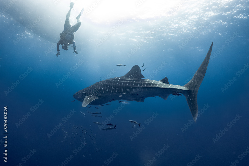 Obraz premium giant Whale shark swimming underwater with scuba divers