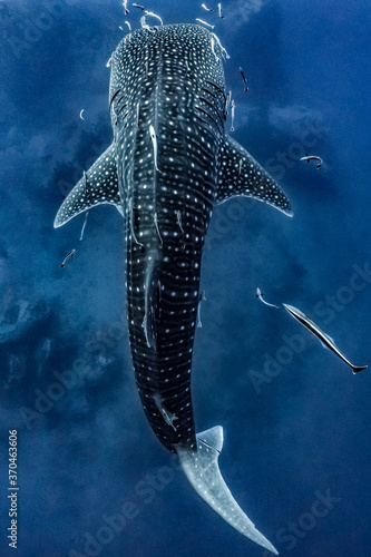 giant Whale shark swimming underwater with scuba divers