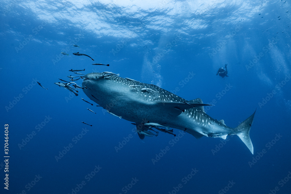Fototapeta premium giant Whale shark swimming underwater with scuba divers