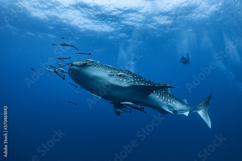 giant Whale shark swimming underwater with scuba divers