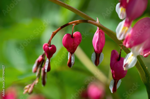 Blooming pink heart shaped dicentres