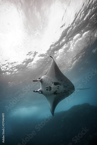 beautiful Manta Ray underwater with scuba divers © Adam