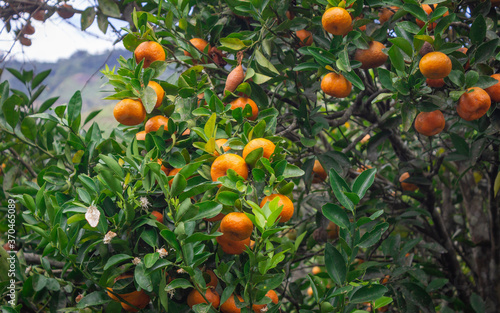 Photograph of a tangerine tree with many ripe fruits in the Cauca Valley, Colombia.