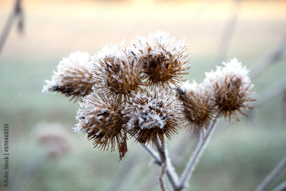 Dry burdock flower covered with frost. Autumn landscape. Dry burdock flower covered with frost. Autumn landscape.