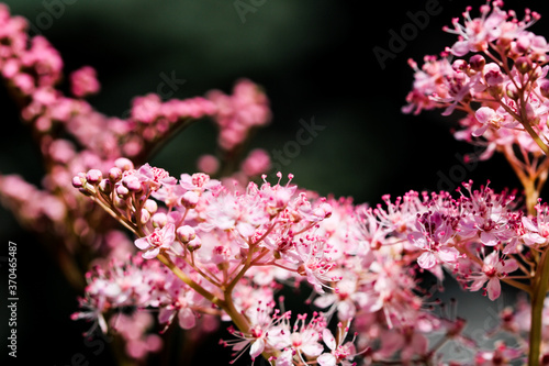 Teder Queen of the Prairie flowers also known as Filipendula pink blossoms blooming in summer. photo