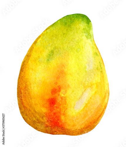 .Clipart tropical fruit papaya, whole. Bright watercolor illustration in red and yellow colors on a white background, for decoration, fabrics, covers, menus and clothes.
