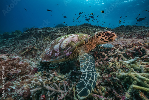 Hawksbill turtle underwater swimming on coral reef scuba diving
